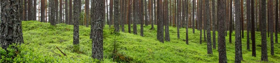 FSC-Zertifizierung