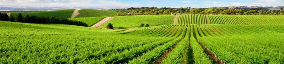 Landwirtschaftliche Zertifizierung