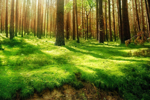 Beneficios del Sistema de Manejo Forestal FSC-CoC