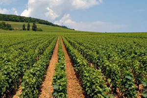 Wie man gute landwirtschaftliche Praktiken kauft