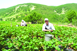 Agricultura organica