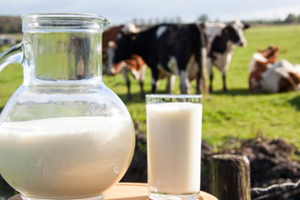 Why Milk Production Companies Should Get ISO 22000 Certificate
